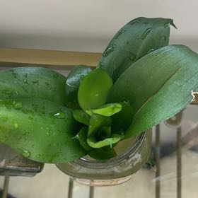Photo of the plant species Snake Plant 'Hahnii Jade' by @emmalouholt named Bigleef Smalls on Greg, the plant care app