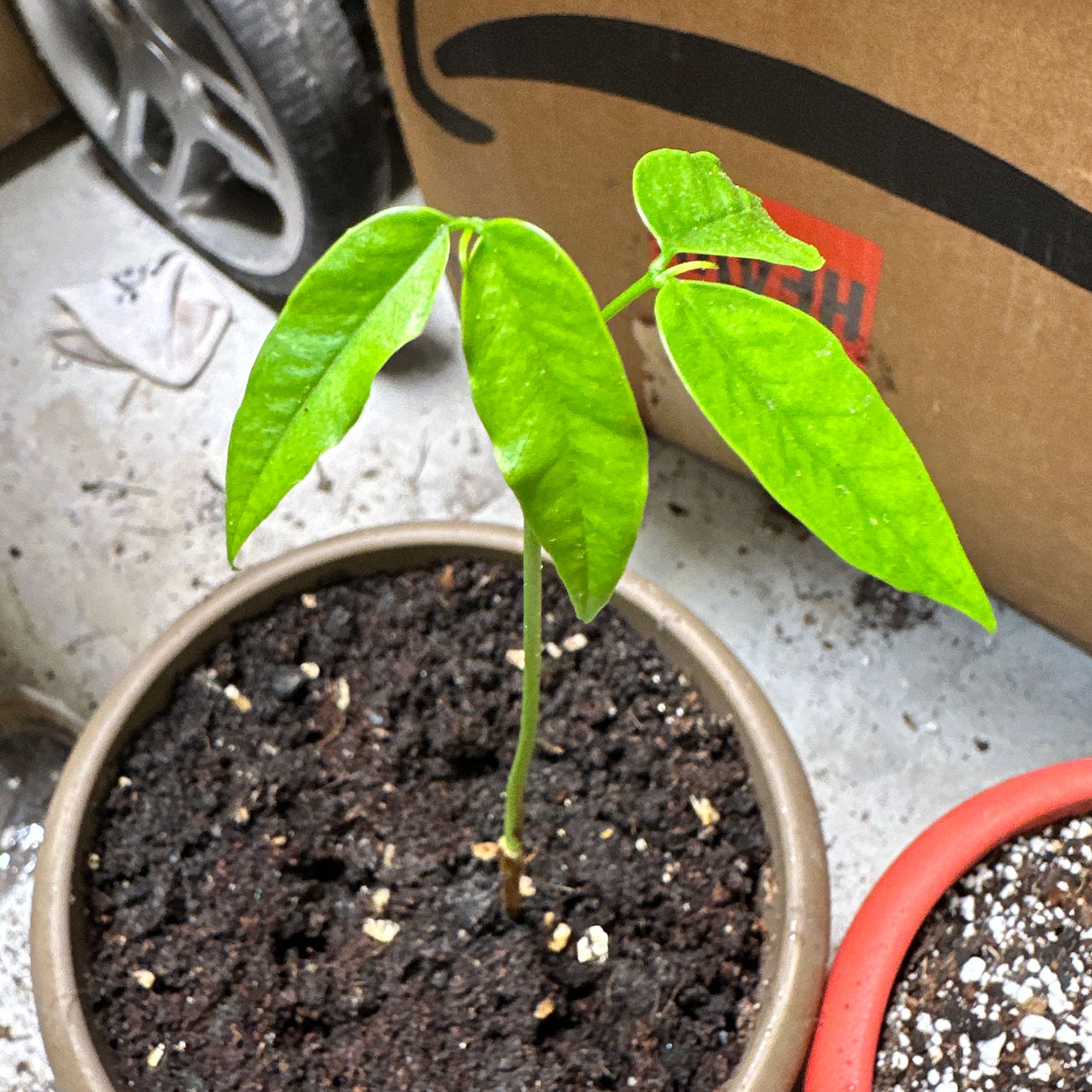Plant care for Merbau on Greg, the plant care app