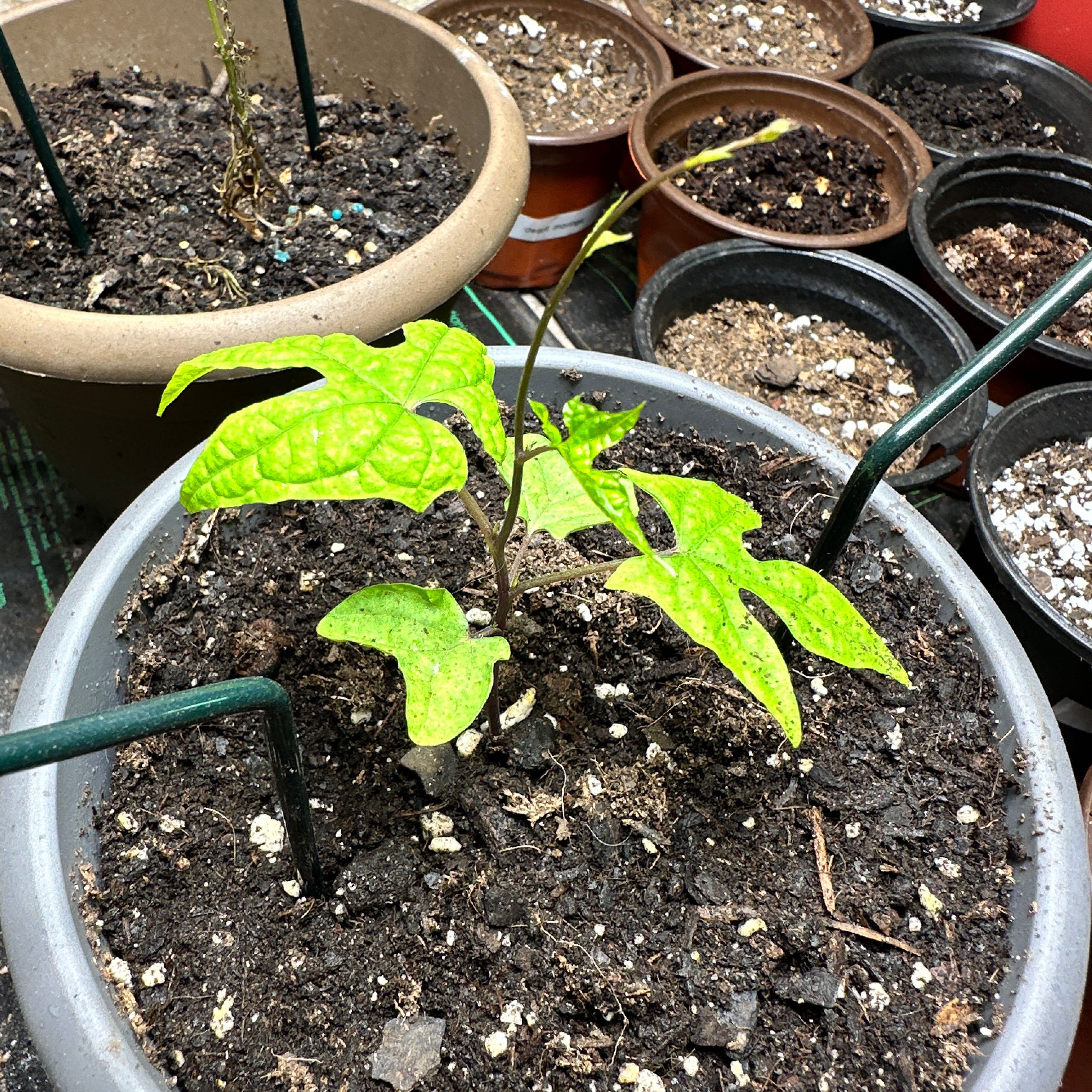 Photo of the plant species Exotic Love Vine by @loworbit named Exotic Love Vine on Greg, the plant care app