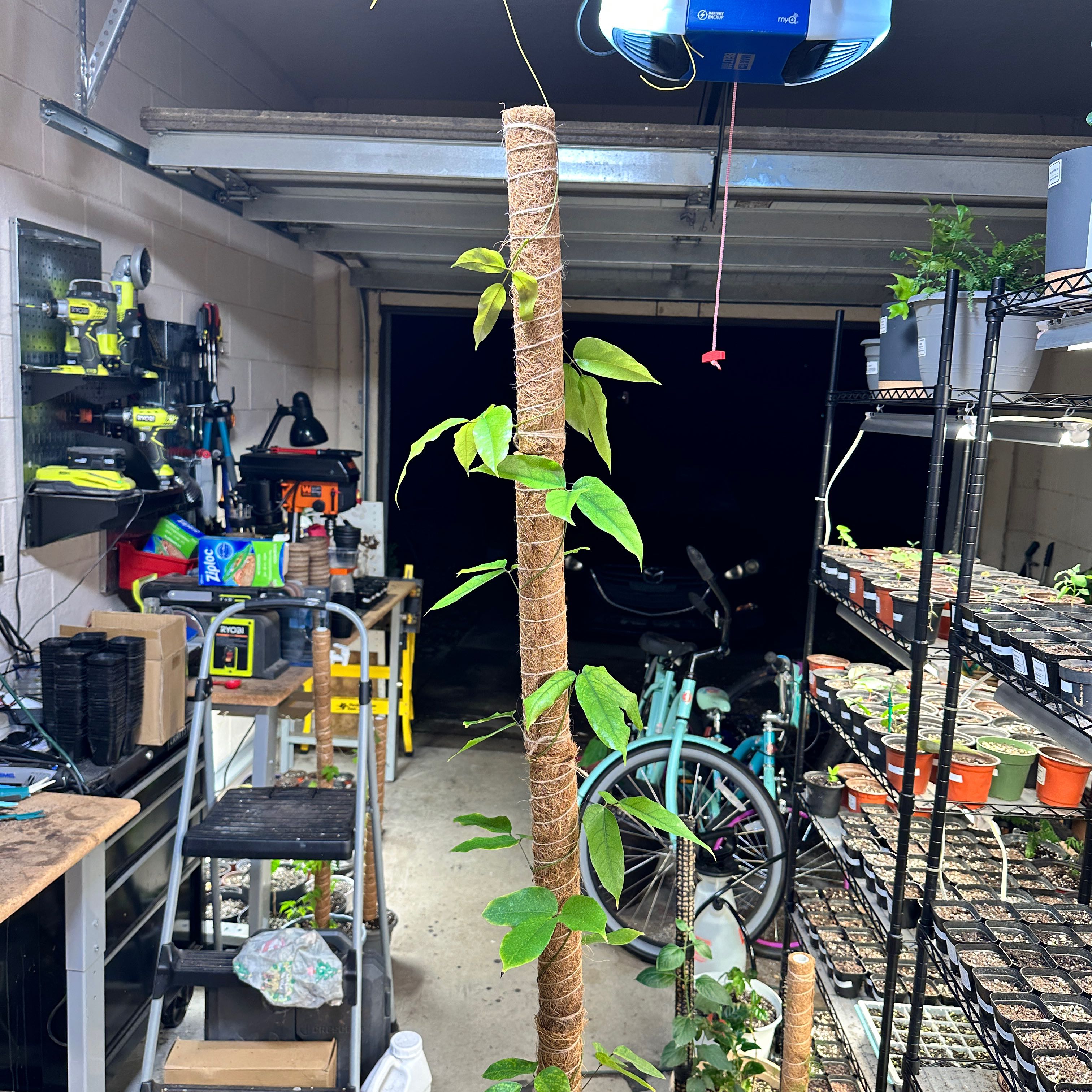 Photo of the plant species Turquoise Jade Vine by @loworbit named Jade Vine on Greg, the plant care app