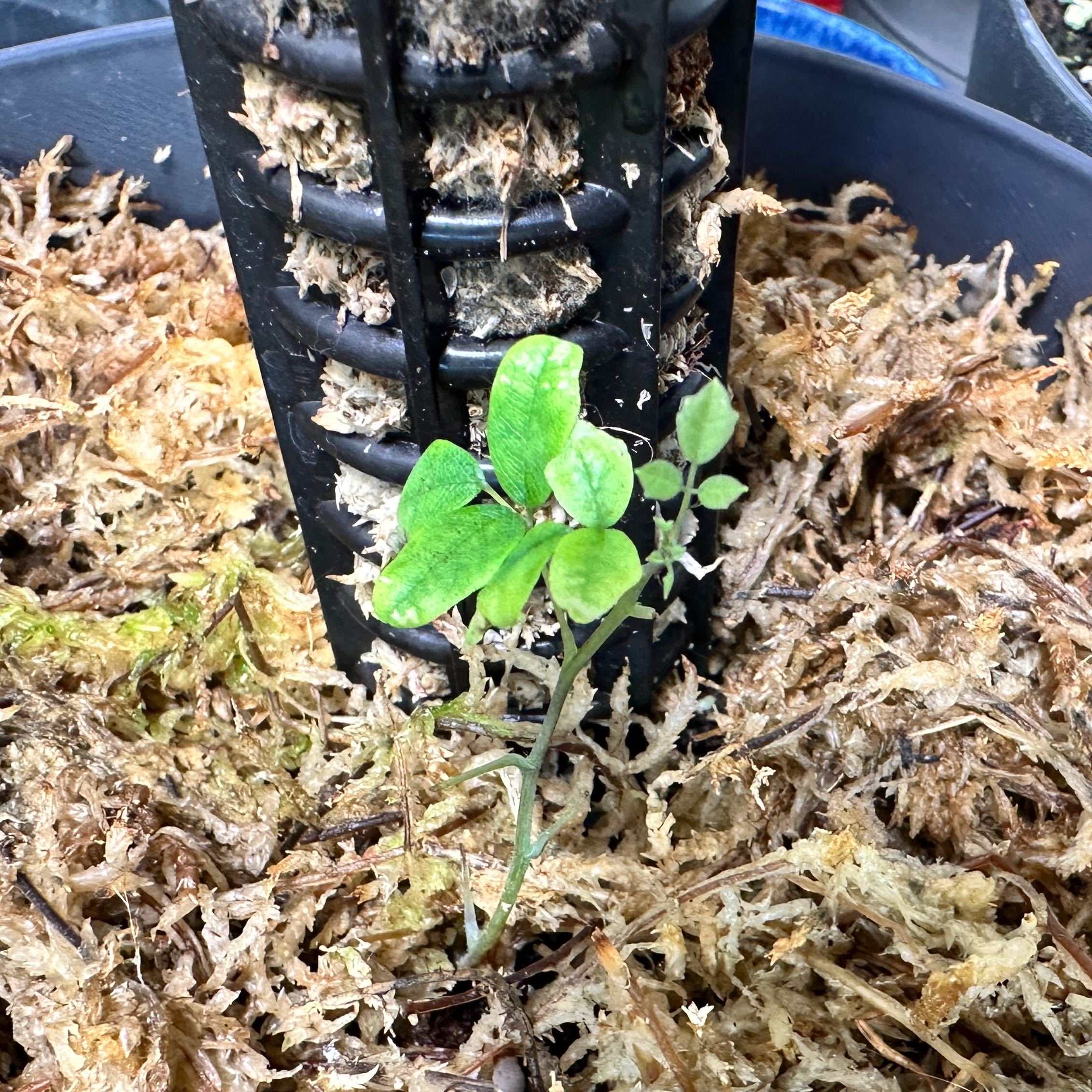Photo of the plant species Mimic Vine by @loworbit named Mimic Vine on Greg, the plant care app