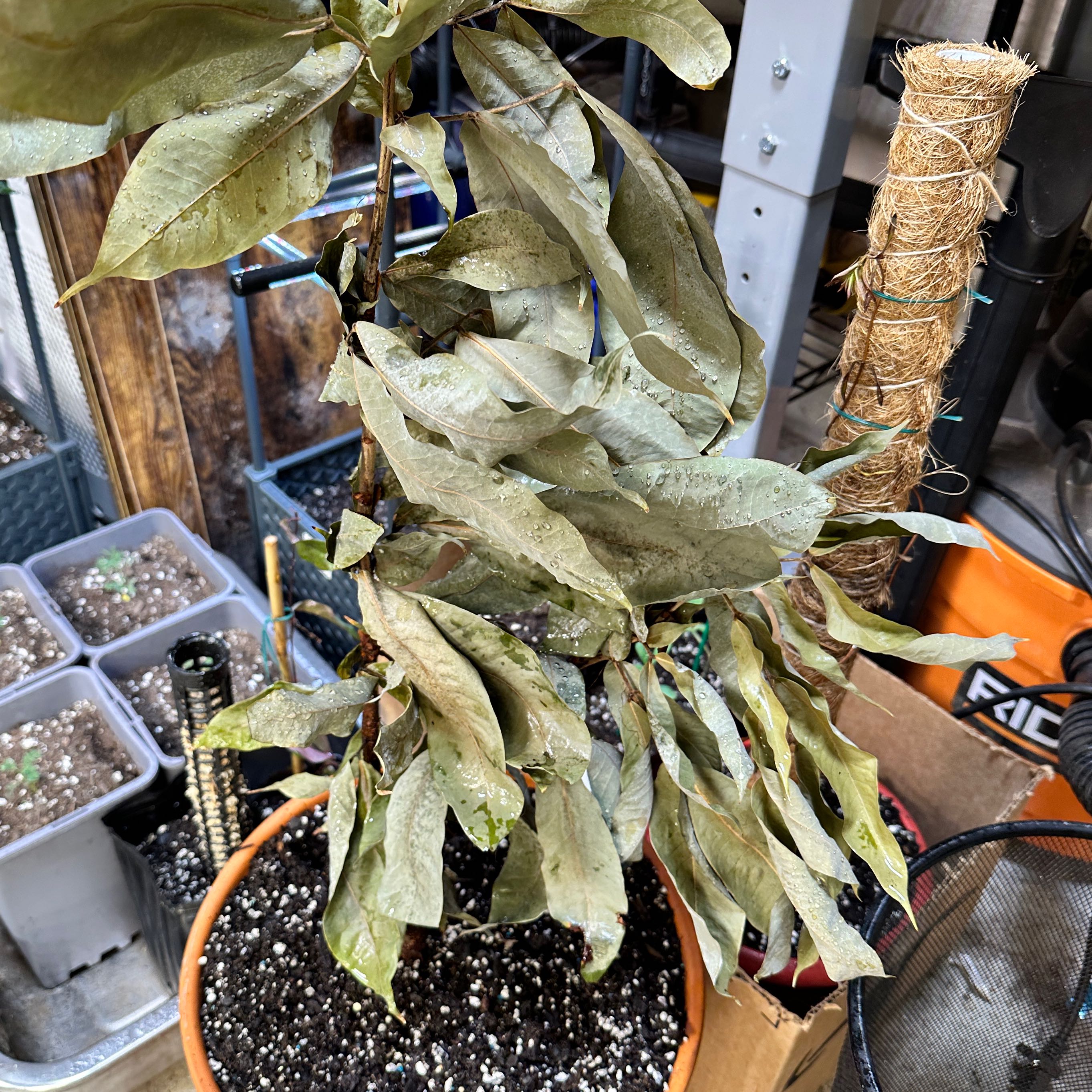 Photo of the plant species Panama Flame Tree by @loworbit named Panama Flame Tree on Greg, the plant care app