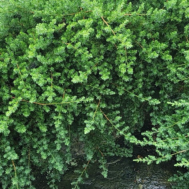 Photo of the plant species Western Hemlock by @HoneyedRedsword named Orlando Bloom on Greg, the plant care app