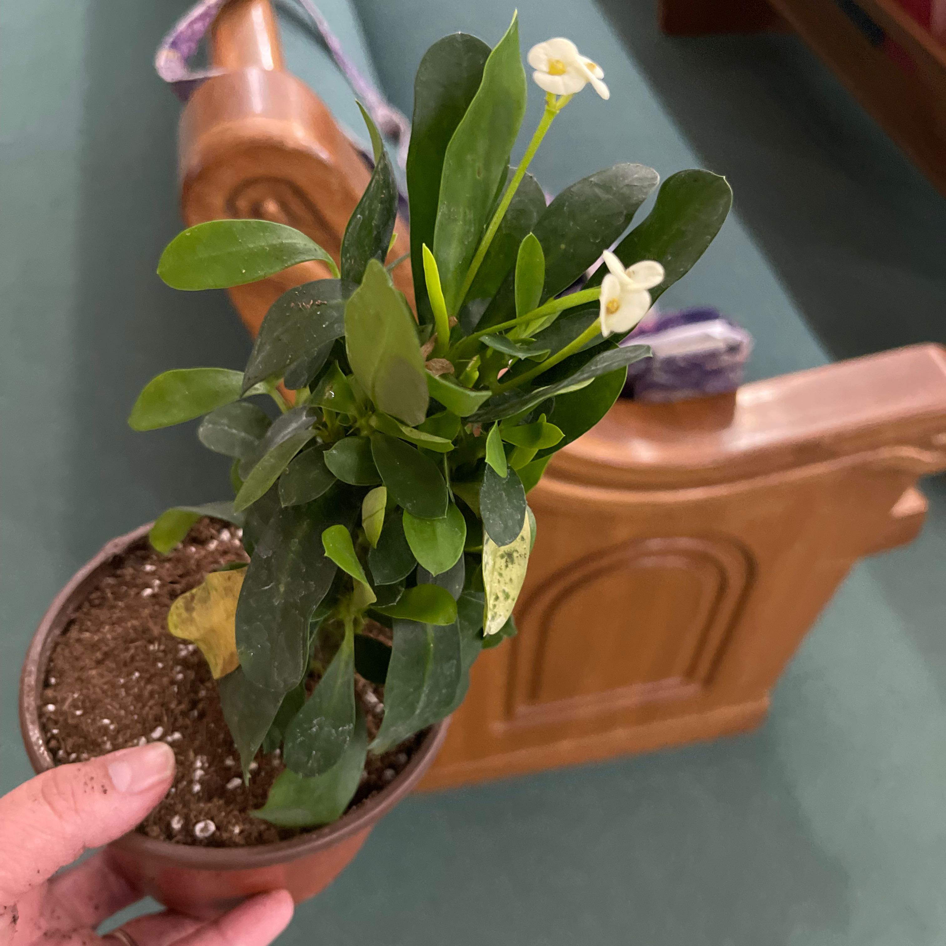 Photo of the plant species Thornless Crown of Thorns by @PrizeSpinach named Denali on Greg, the plant care app