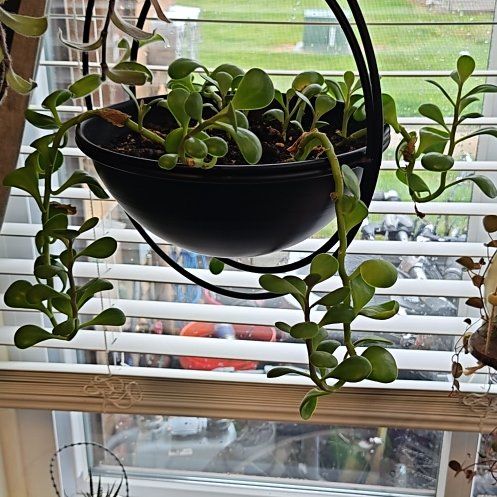 Photo of the plant species Variegated Trailing Jade by @ZestyPinkball named Morgan Treeman on Greg, the plant care app