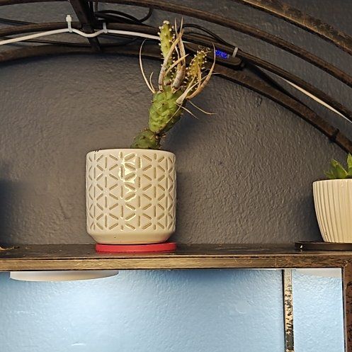 Photo of the plant species Paper Spine Cactus by @ZestyPinkball named Treeyoncé on Greg, the plant care app