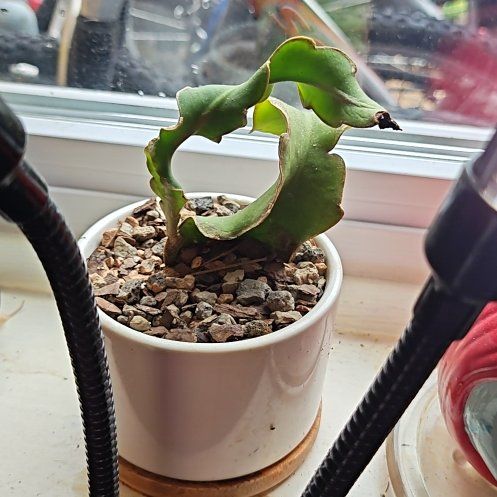 Photo of the plant species Curly Locks Orchid Cactus by @ZestyPinkball named Figyonce on Greg, the plant care app