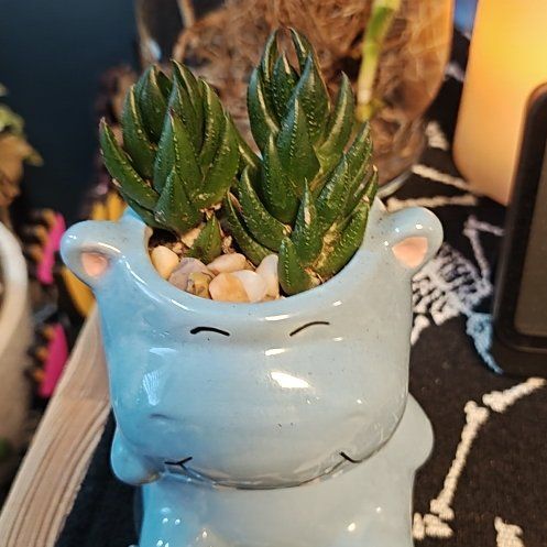 Photo of the plant species Haworthiopsis coarctata by @ZestyPinkball named Wall-E on Greg, the plant care app