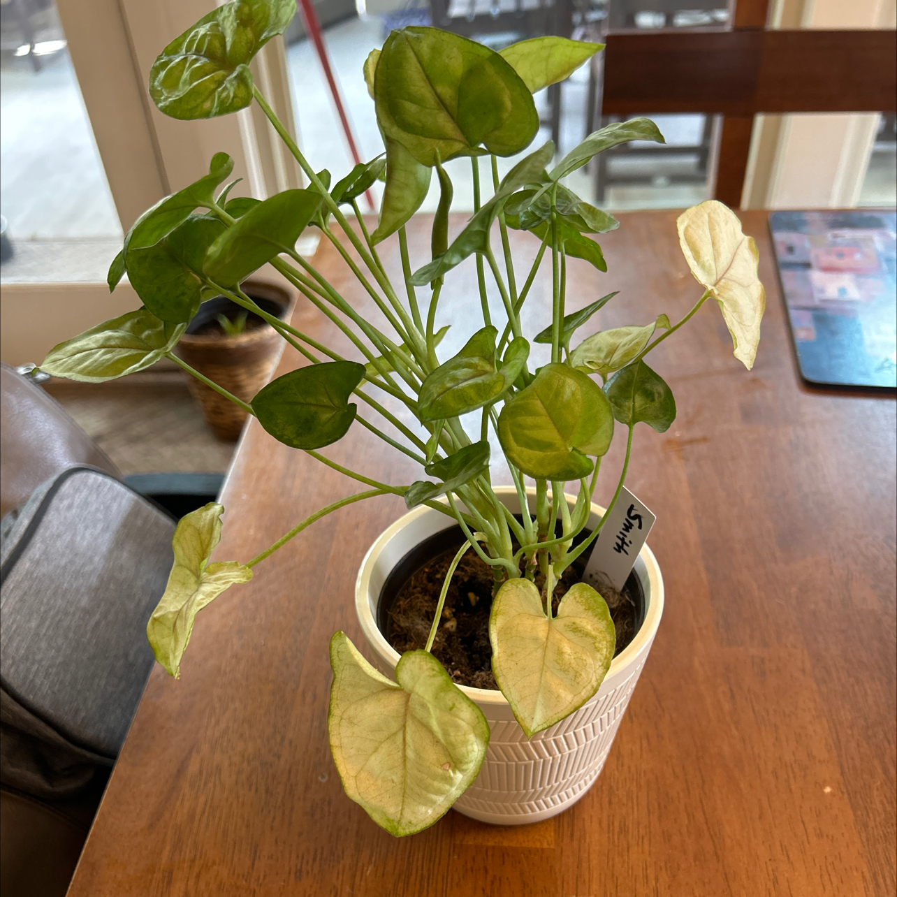 Photo of the plant species Syngonium 'Bold Allusion' by @VipDragonjade named Smith on Greg, the plant care app