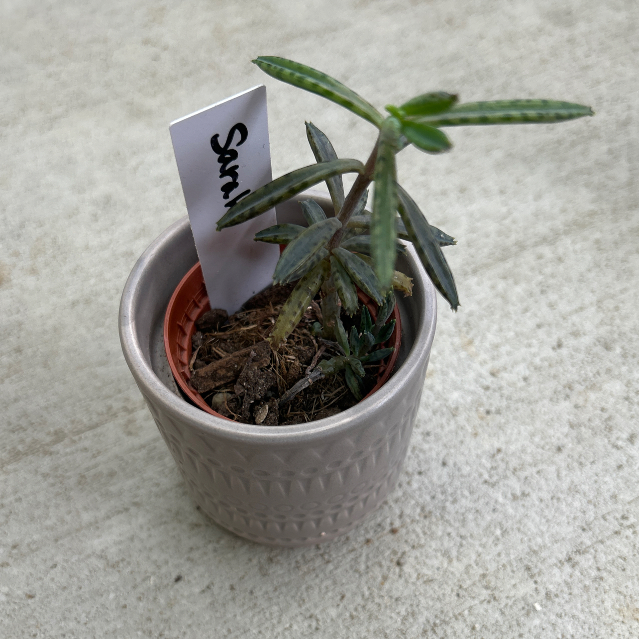 Photo of the plant species Chandelier Plant by @VipDragonjade named Sarah on Greg, the plant care app