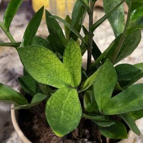 Plant care for ZZ Zenzi on Greg, the plant care app