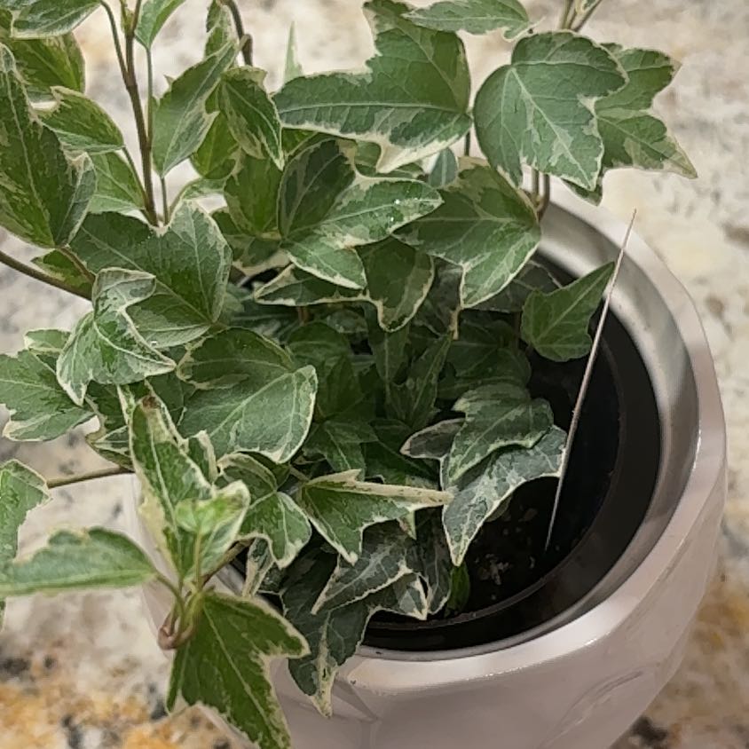 Photo of the plant species Mini Adam Ivy by @VipDragonjade named Peter Parker on Greg, the plant care app