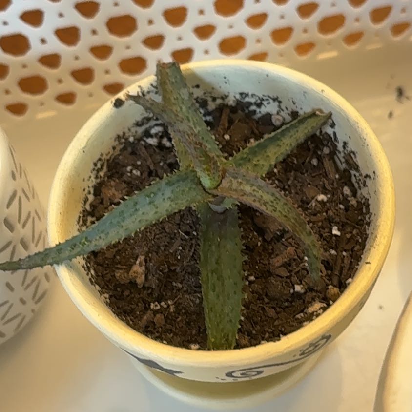 Photo of the plant species Aloe 'Purple People Eater' by @VipDragonjade named Barney on Greg, the plant care app