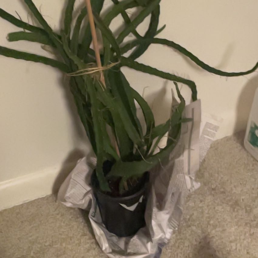 Photo of the plant species Ecuador Yellow Dragon Fruit by @TakechargeDaisy named Sproutacus on Greg, the plant care app