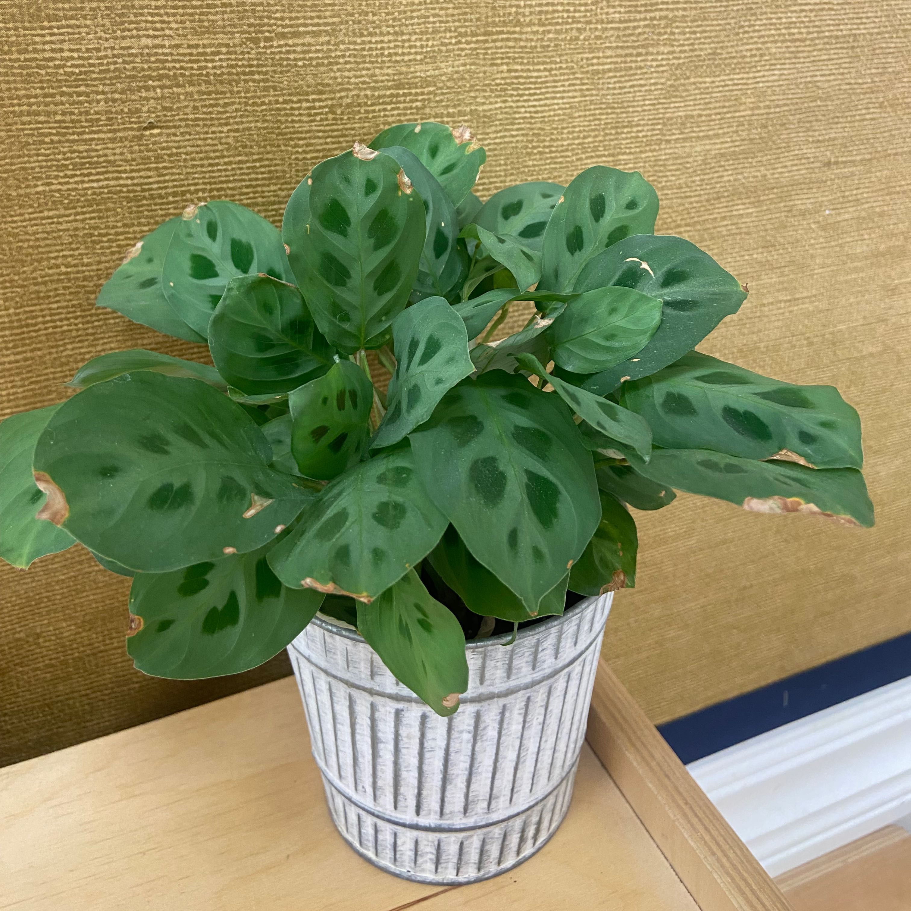 Photo of the plant species Calathea 'Zebra Plant' by @MaddyHayes named Madonna on Greg, the plant care app