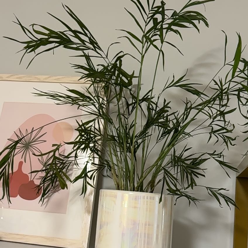Parlour Palm uploaded to the Greg plant app by @AstuteTupeia