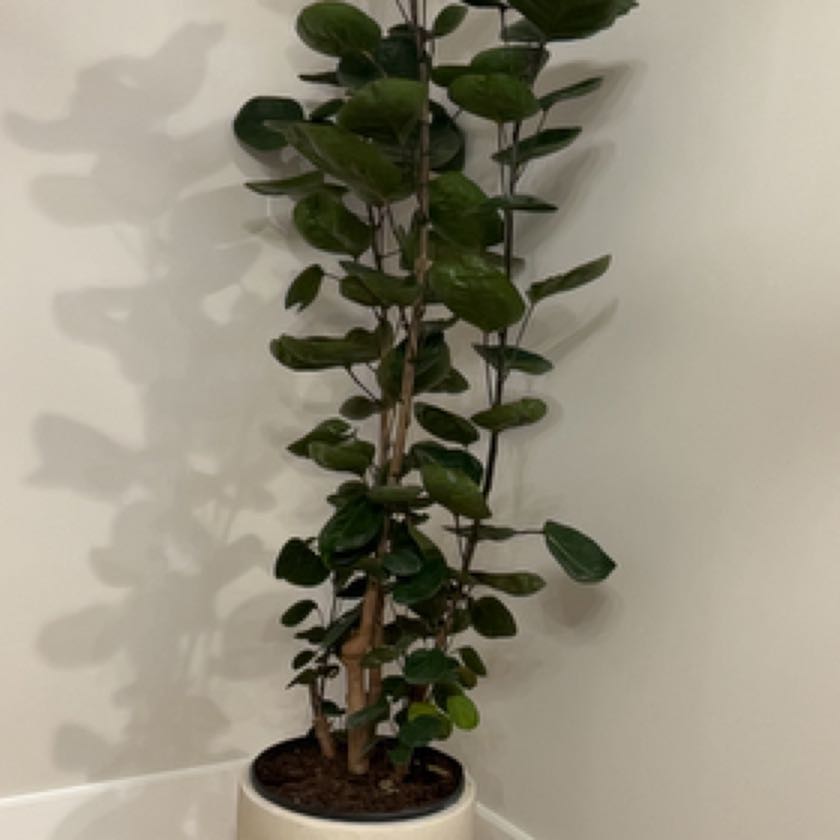 Photo of the plant species Shield Aralia by @SwellTobacco named Apollo on Greg, the plant care app