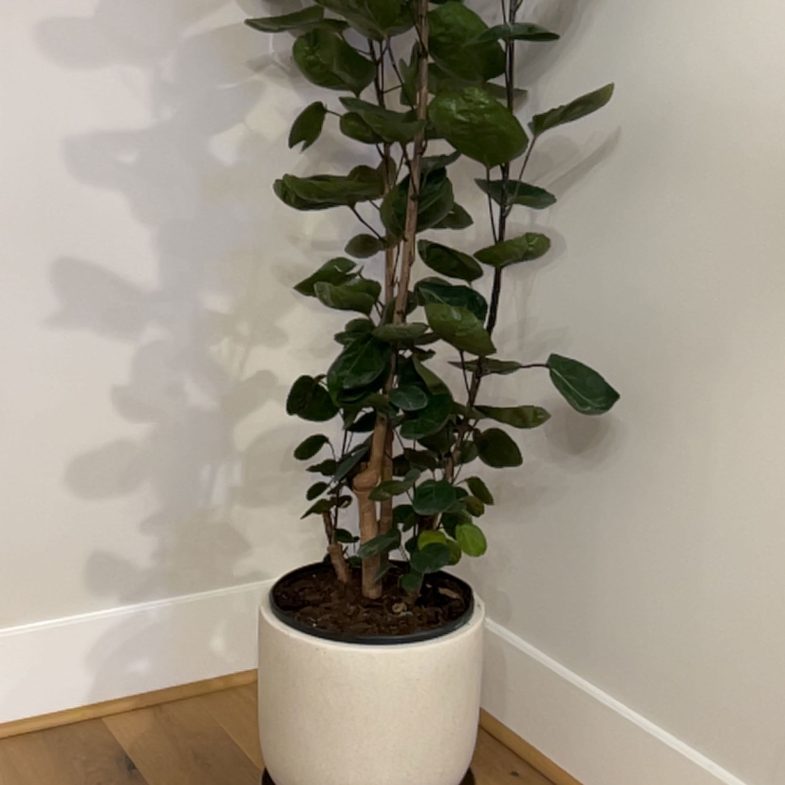 Photo of the plant species Shield Aralia by @SwellTobacco named Dolores on Greg, the plant care app