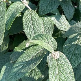 Photo of the plant species Wrinkled Viburnum by @FormidableLime named Kesha on Greg, the plant care app