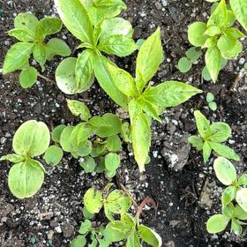 Photo of the plant species Pepper Elder by @FormidableLime named Marilyn on Greg, the plant care app