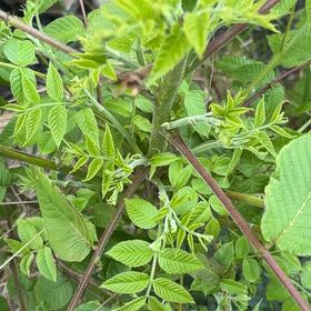 Photo of the plant species Black Walnut by @FormidableLime named Dax on Greg, the plant care app
