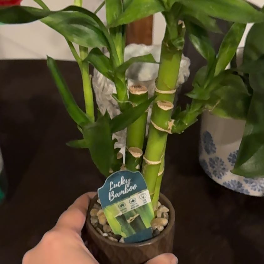 A hand holding a potted lucky bamboo plant with tall healthy green stalks growing from white rocks, with an informational tag attached.