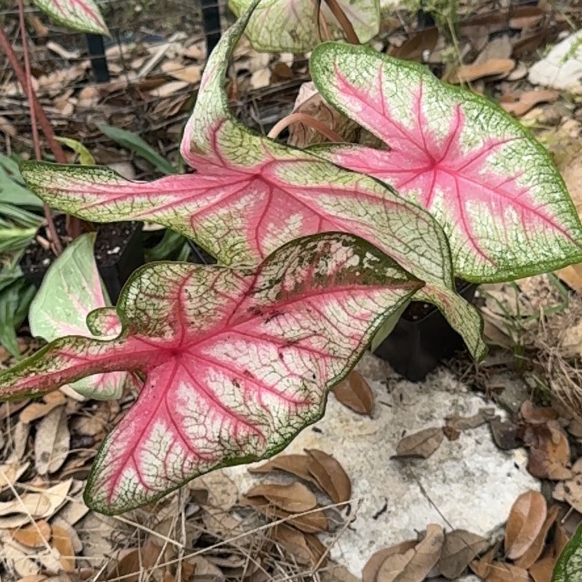 Close-up of a healthy Caladium plant with large pink and green variegated heart-shaped leaves growing outdoors amongst leaf litter.