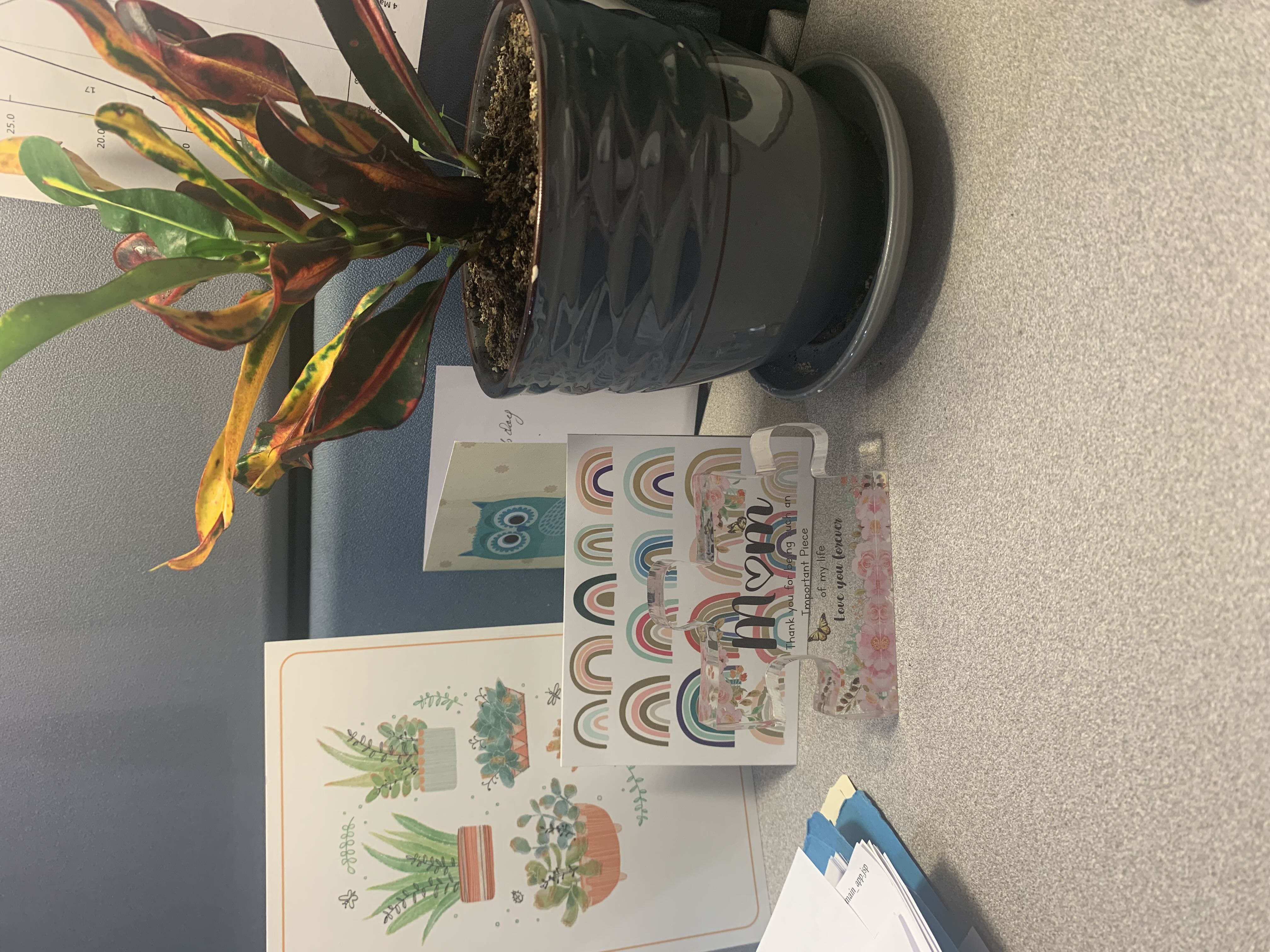 Photo from the post