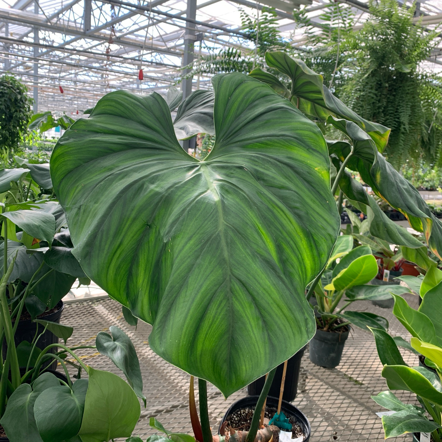 Photo of the plant species Colombian Philodendron by @Grunt named Philodendron Colombian on Greg, the plant care app