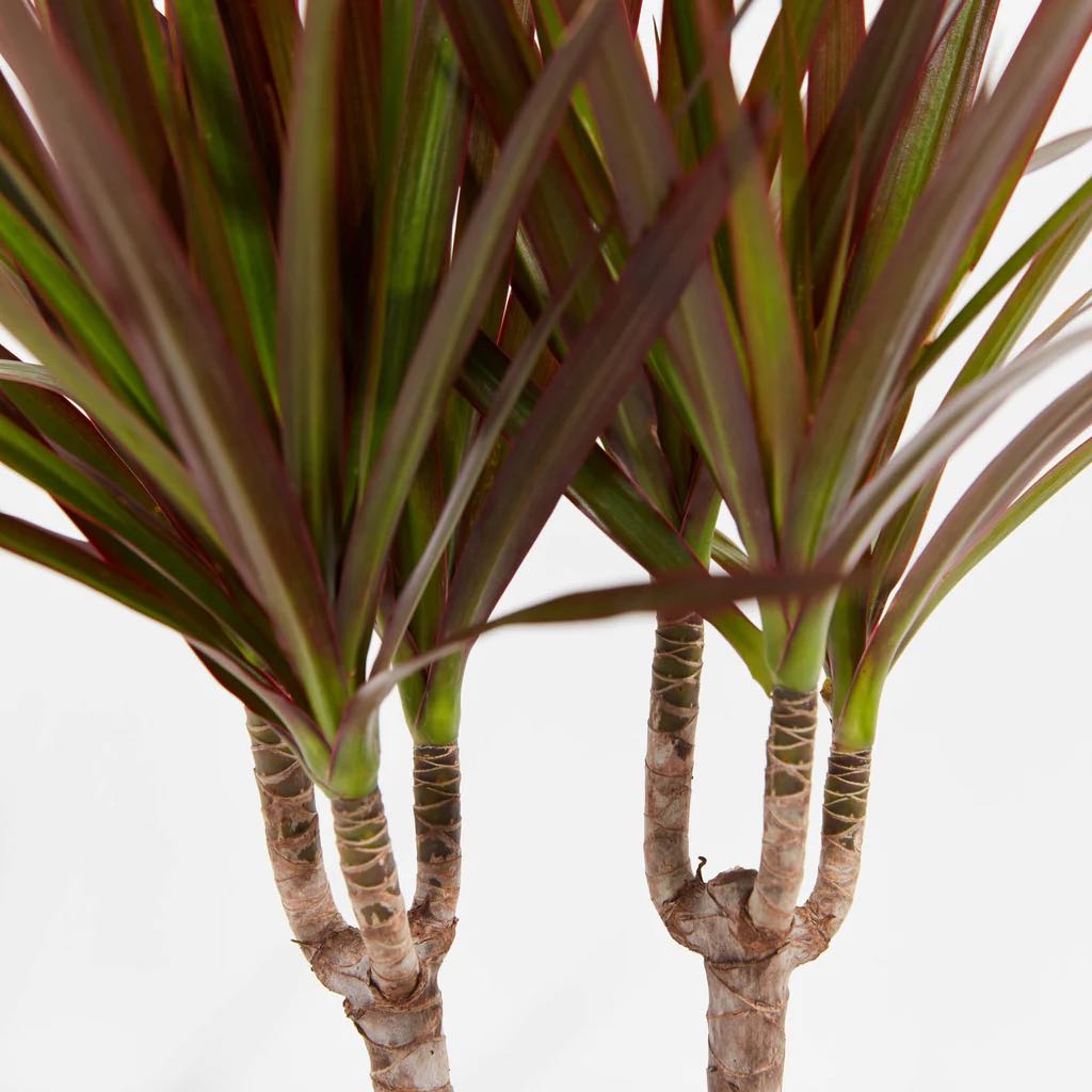 Photo of the plant species Draceana Dragon Tree by @Grunt named Draceana Dragon Tree on Greg, the plant care app