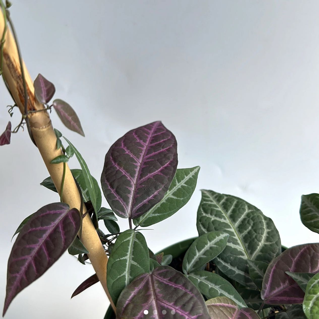 Plant care for Amphilophium falcatum on Greg, the plant care app