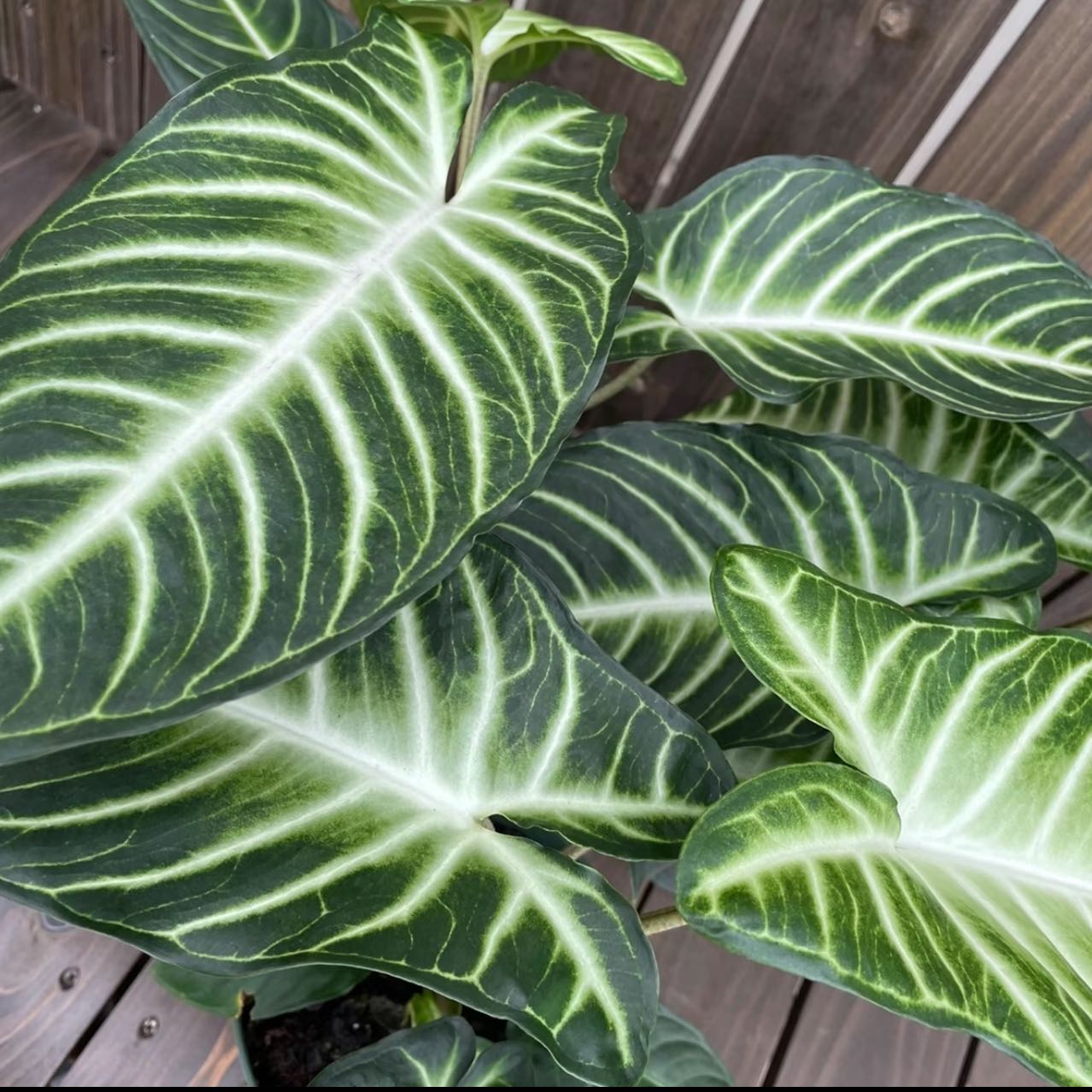 Photo of the plant species Caladium Iindenii by @Grunt named Caladium Lindenii on Greg, the plant care app