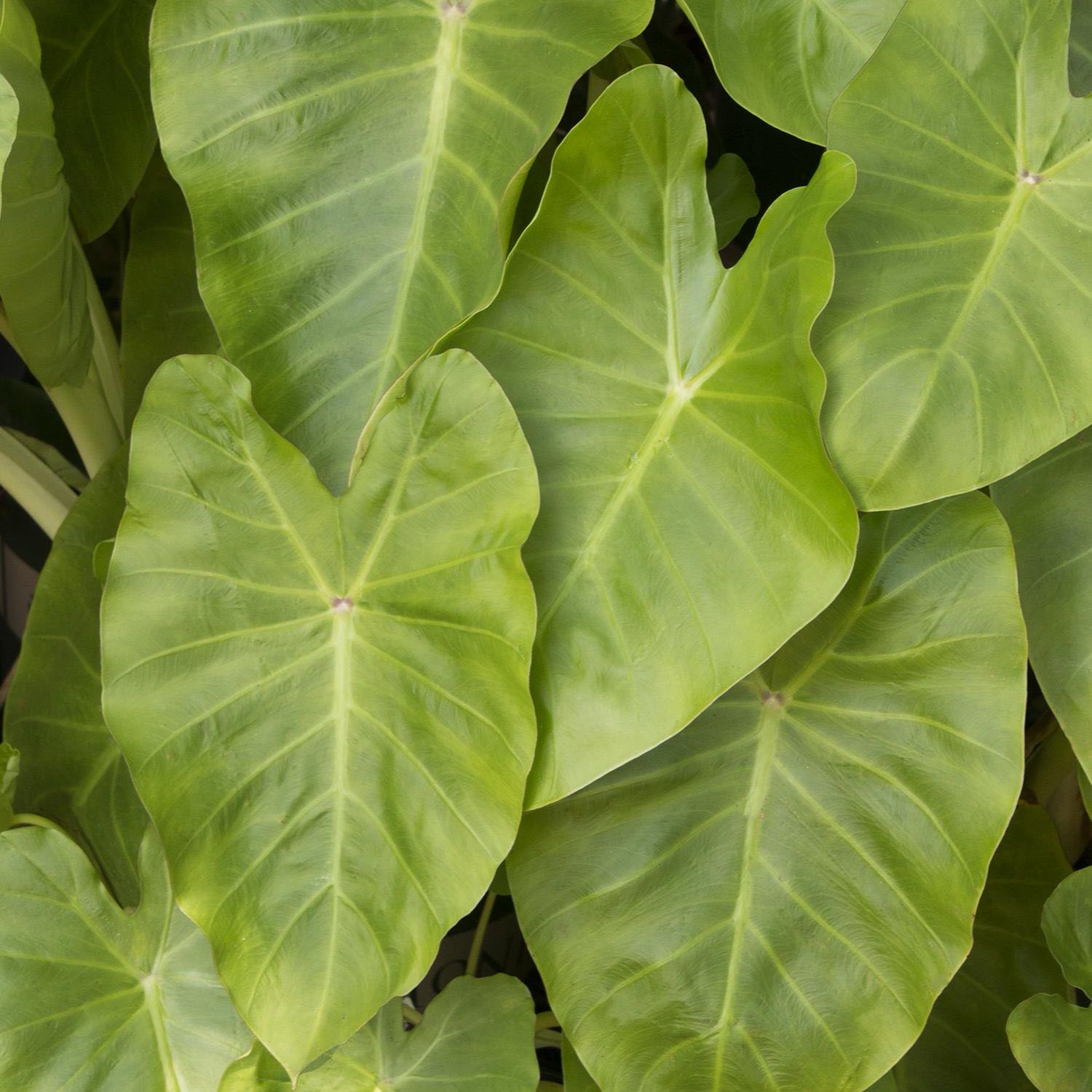 Photo of the plant species Dwarf Elephant Ear by @Grunt named Dwarf Elephant Eat on Greg, the plant care app