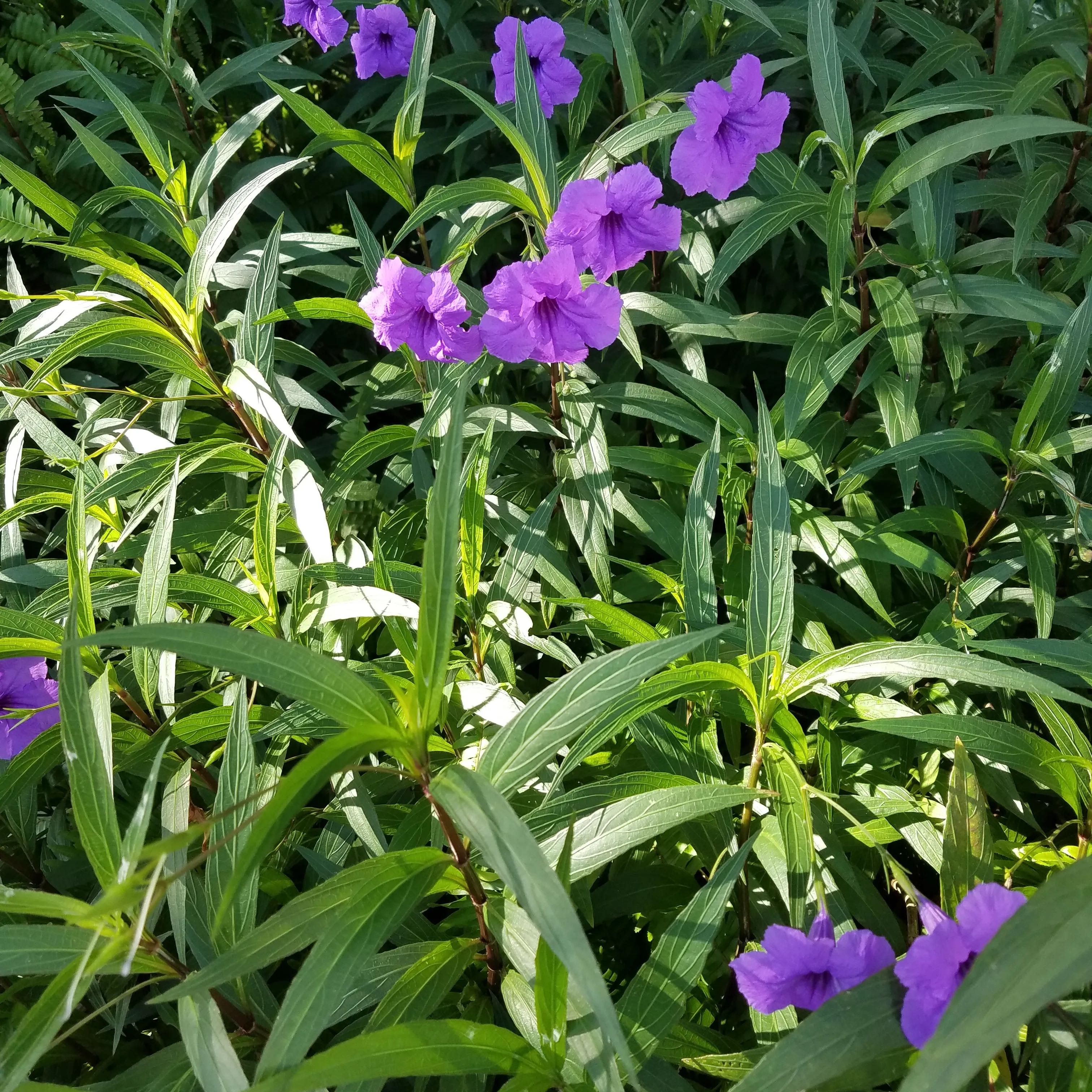 Photo of the plant species mexican petunia by @Grunt named Mexican Petunia on Greg, the plant care app