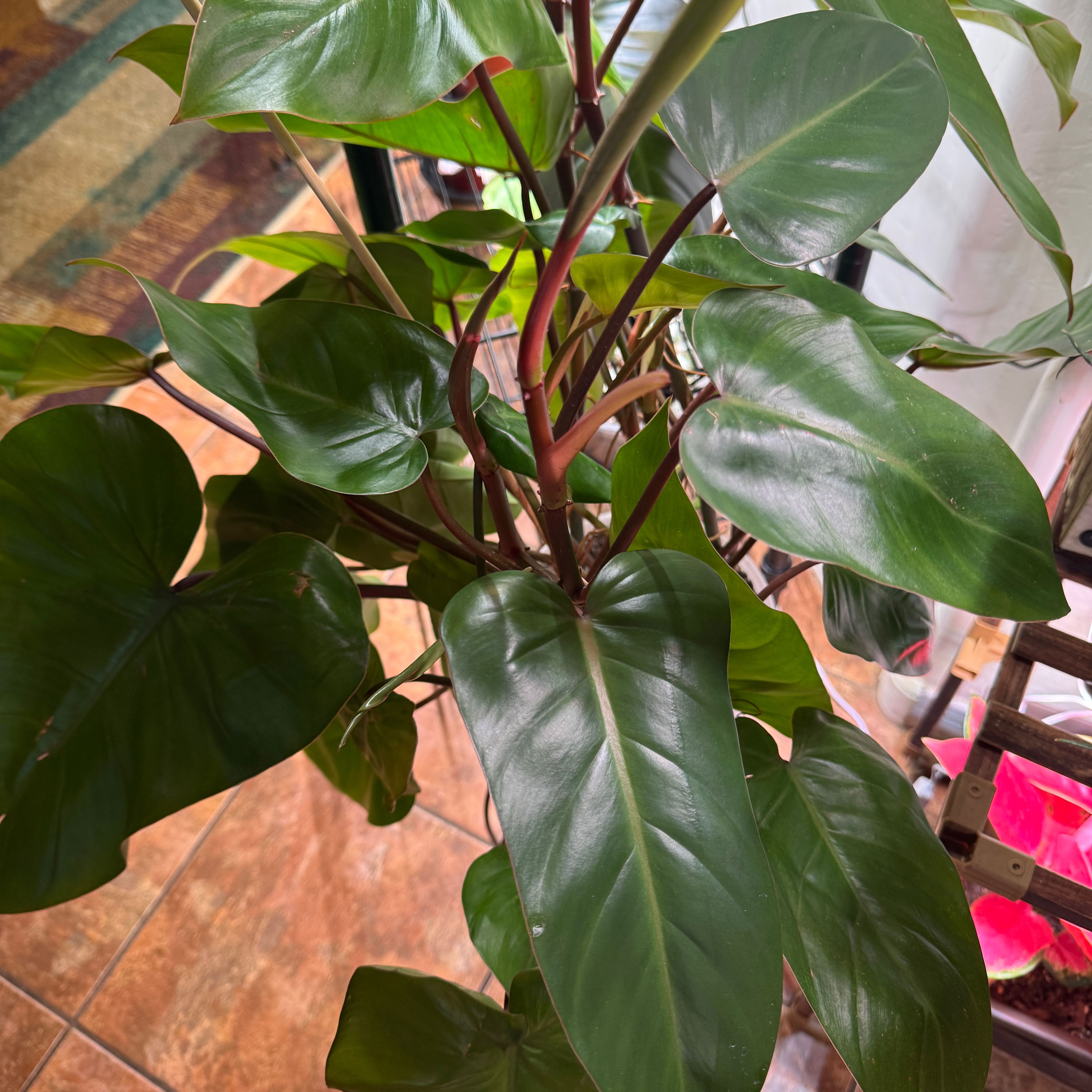 Photo of the plant species Philodendron 'Emerald Red' by @Grunt named Philodendron Emerald Red on Greg, the plant care app