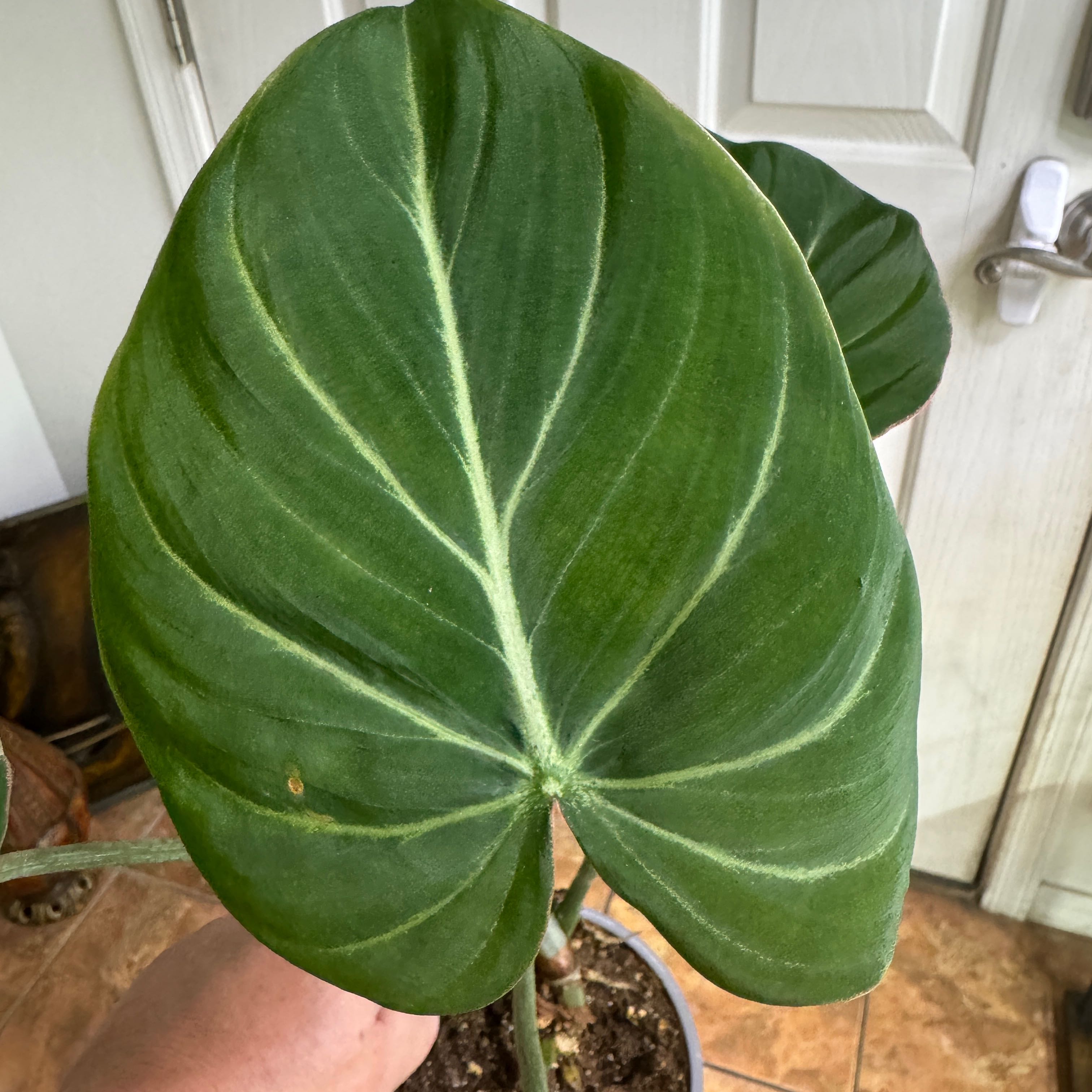 Photo of the plant species Philodendon Gloriosum by @Grunt named Philodendron Gloriosum on Greg, the plant care app
