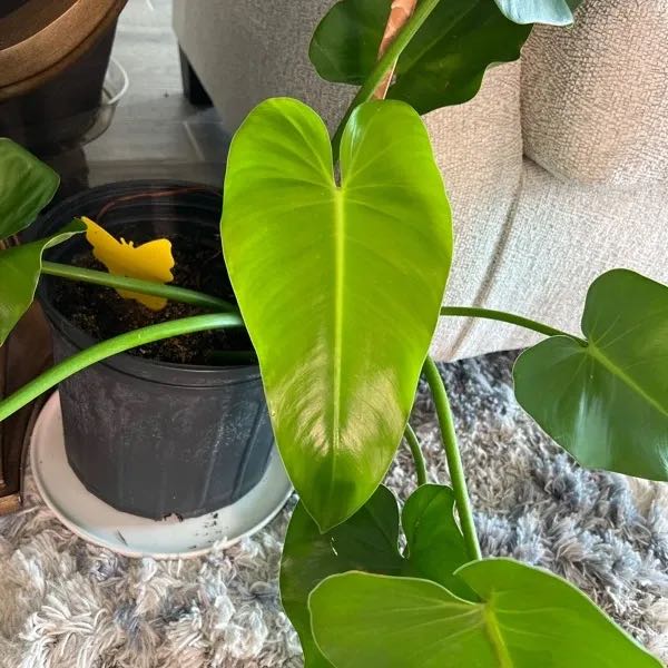 Photo of the plant species sagit by @Tuanamstyle named P. Sagittifolium on Greg, the plant care app