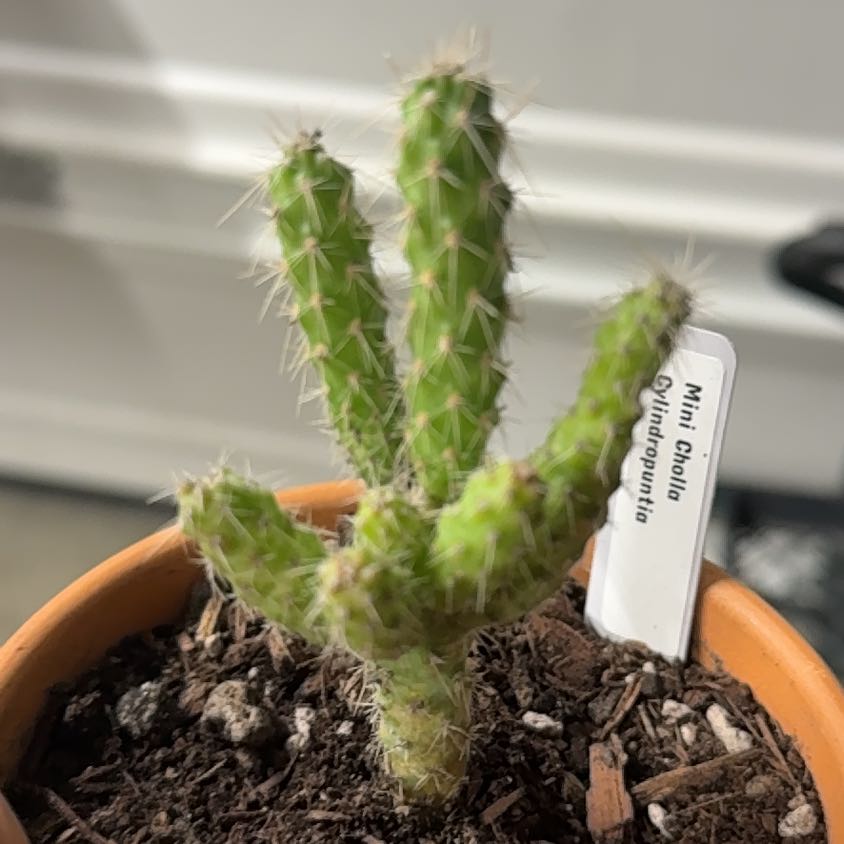 Photo of the plant species Mini Cholla by @HumaneWineberry named Winston on Greg, the plant care app