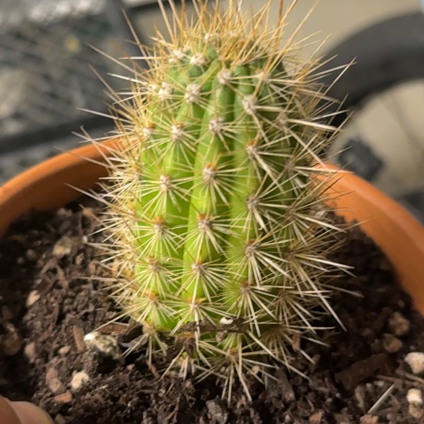 Photo of the plant species Haageocereus chrysacanthus by @HumaneWineberry named Michelle Branch on Greg, the plant care app