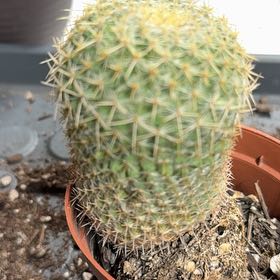 Photo of the plant species Golden Pincushion Cactus by @HumaneWineberry named Rainier on Greg, the plant care app