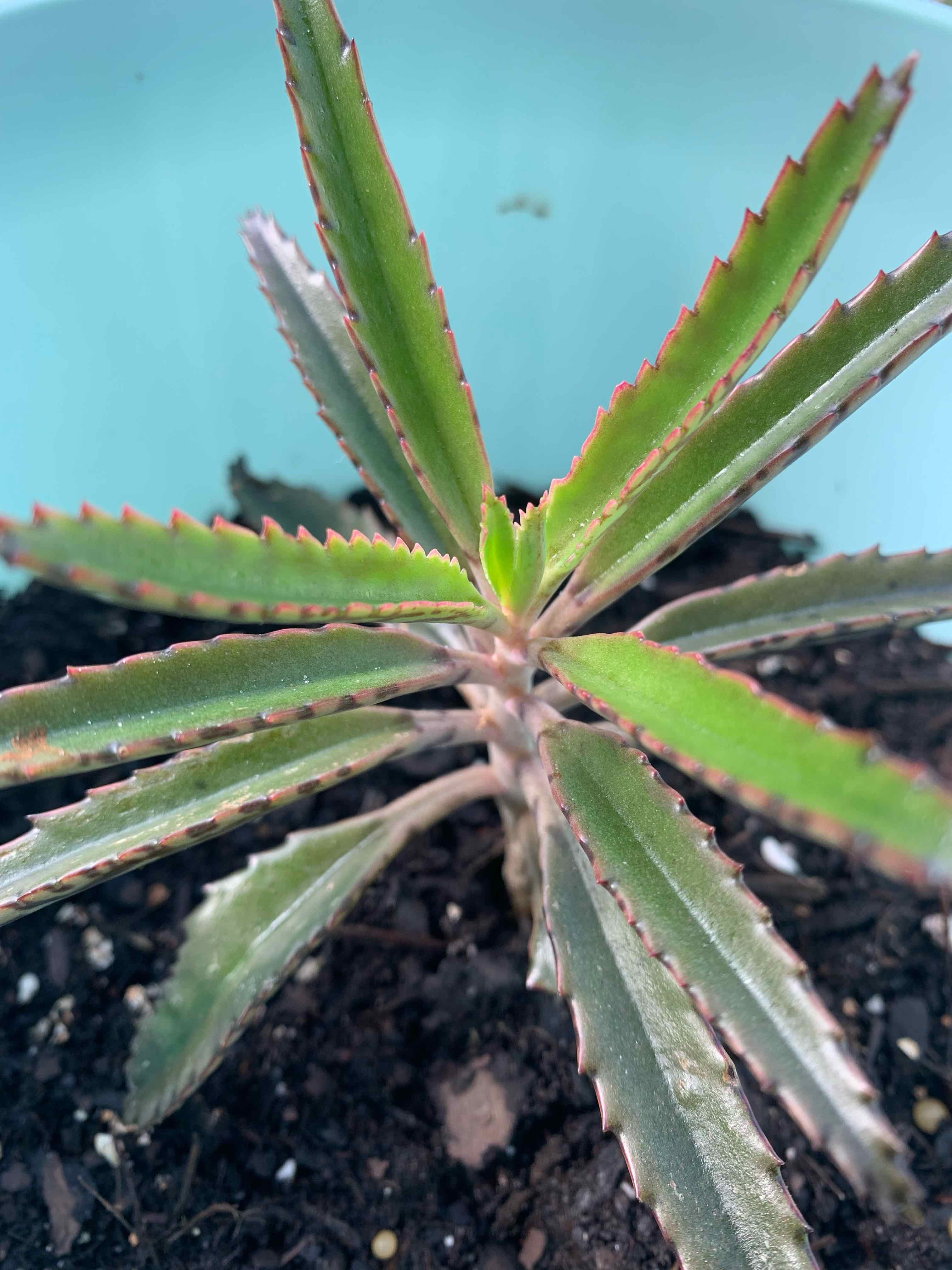 Houghton's Hybrid plant with serrated leaves showing some browning, potted in visible soil.