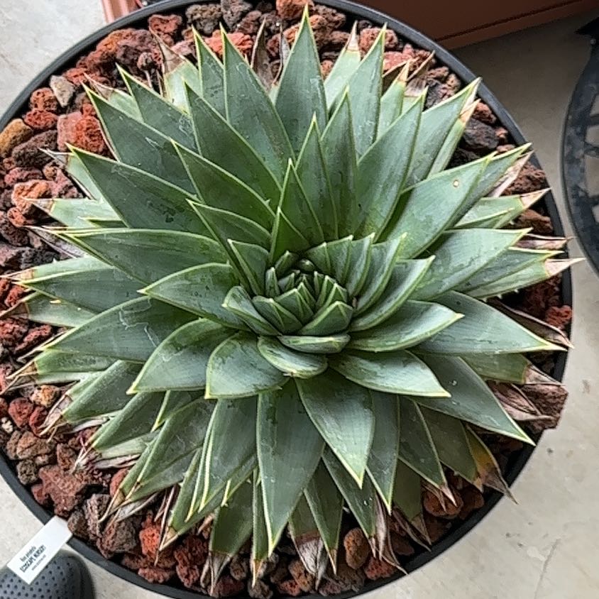 Photo of the plant species Aloe Polyphylla by @GreatScaldweed named LiloStitch on Greg, the plant care app