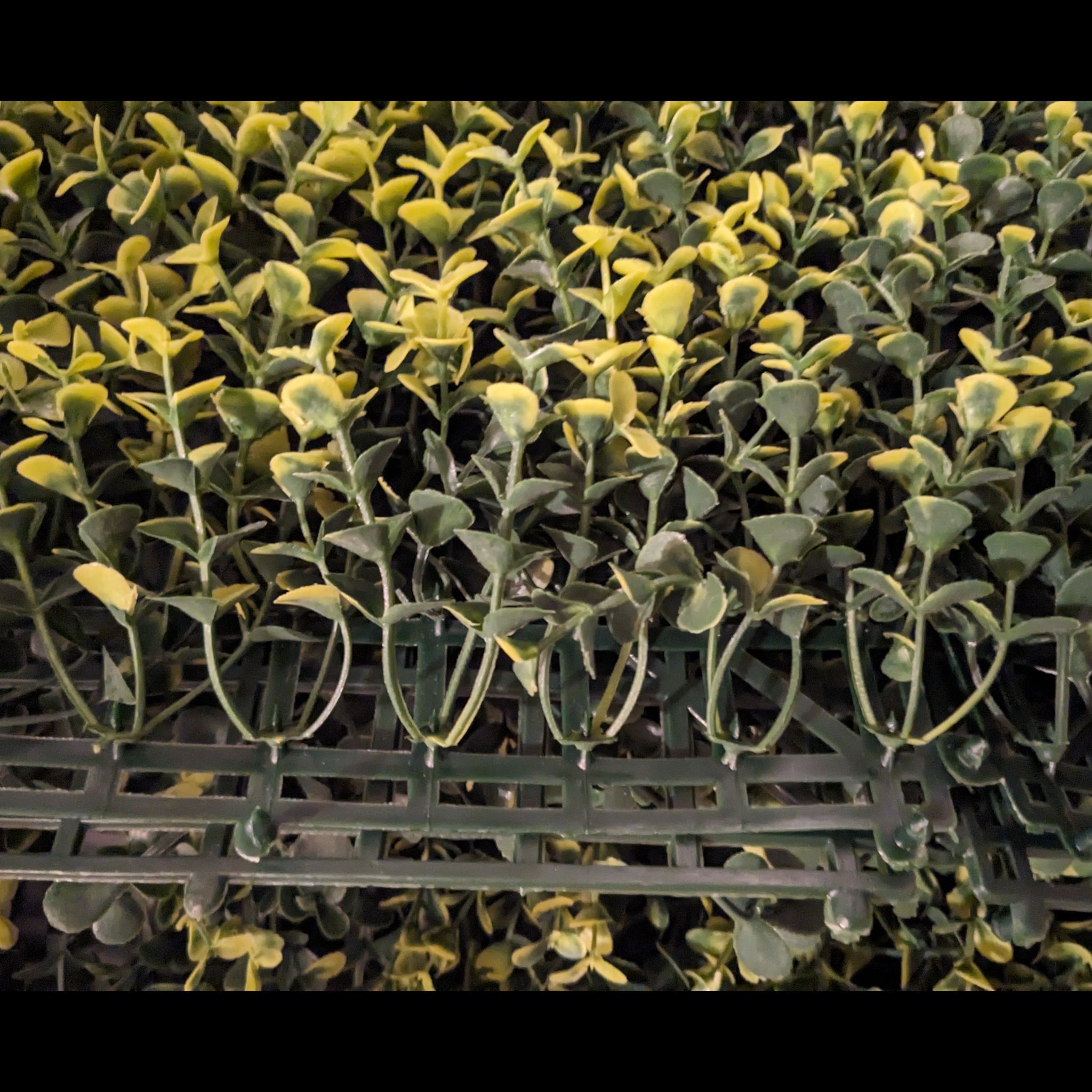 Dense cluster of Sea Sandwort plants with some yellowing leaves.