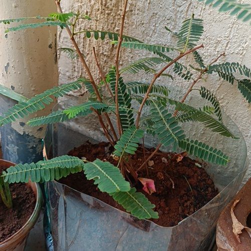 Photo of the plant species Indian-Gooseberry by @ForcefulLoquat named Foxxy on Greg, the plant care app