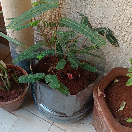 Photo of the plant species Indian-Gooseberry by @ForcefulLoquat named Denali on Greg, the plant care app