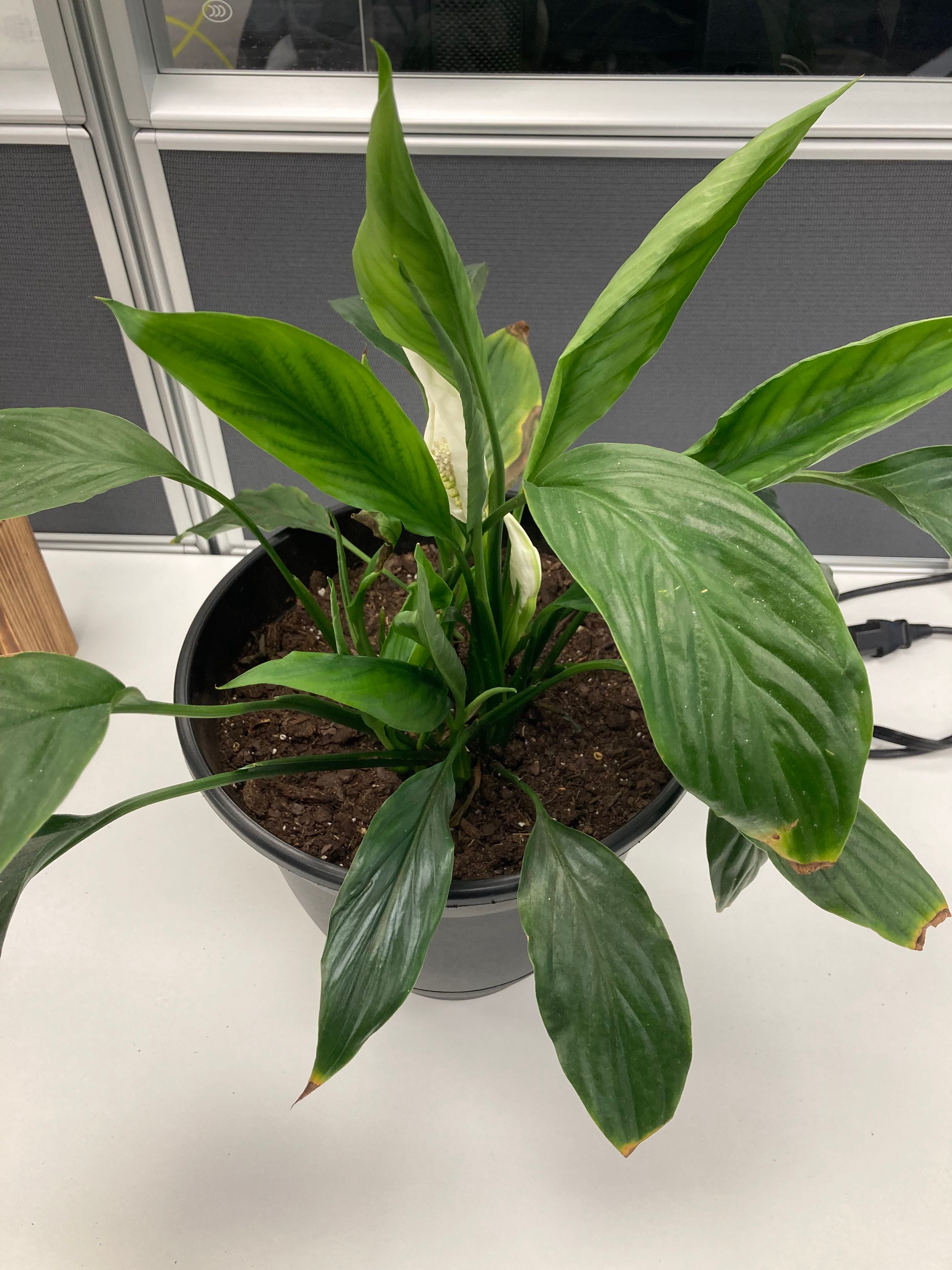 Keep Your Peace Lily Alive Light, Water & Care Instructions