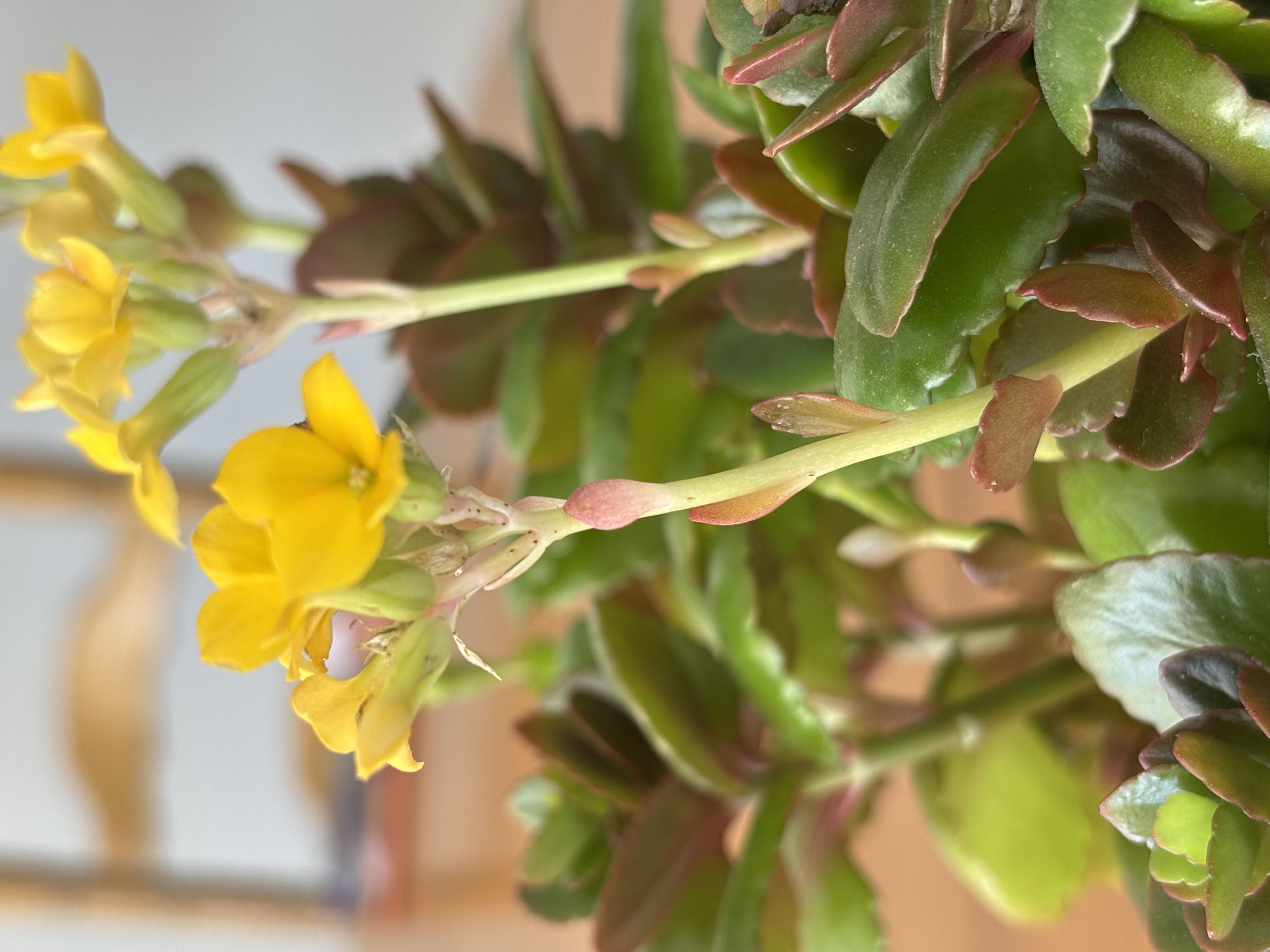 8-tips-for-light-requirements-for-your-kalanchoe