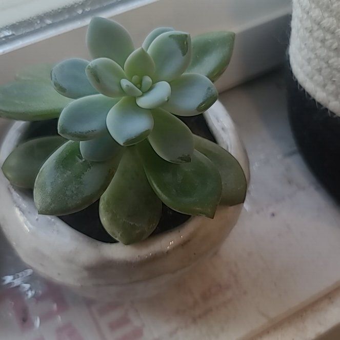 Photo of the plant species Blue Balloon Echeveria by @LegitGrandfir named Willow on Greg, the plant care app