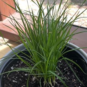 Photo of the plant species Intermediate Wheatgrass by Karin named Kendall on Greg, the plant care app