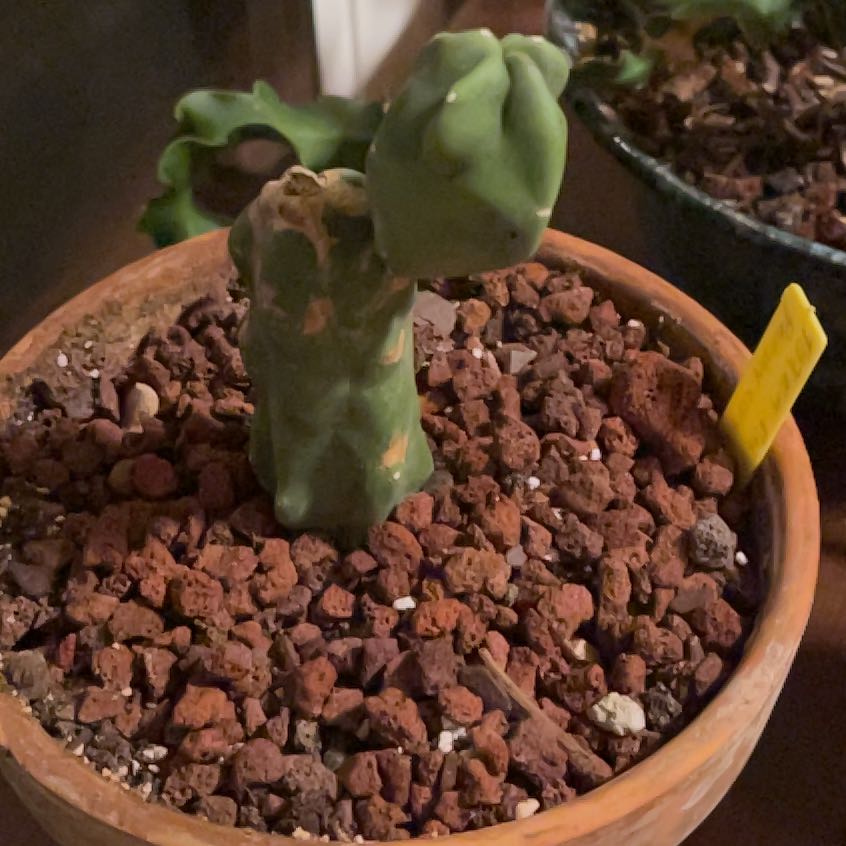 Photo of the plant species Totem Pole Cactus by @lunacat named Sol on Greg, the plant care app